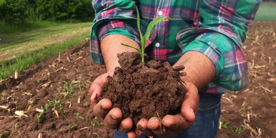 Illustrative image of Organic soil management in Corona California